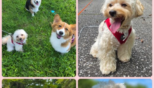 ニーナと同期のマルプーの夢ちゃんのお泊まりと心の成長と🎀🐶🎀