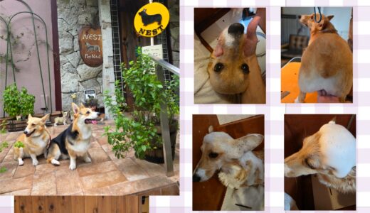 コーギー仲間のペコちゃんの２回目のNestトリミングと滑らかな食パンと～🍞