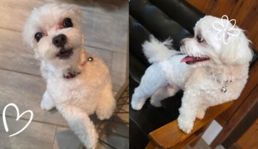 マルチーズのココちゃんと飼い主様の幸福度🎀🐶🎀