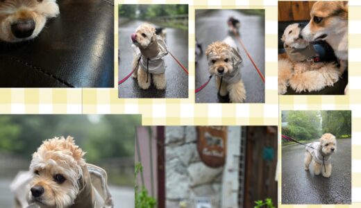 コッカスパニエルのかにチャーハンちゃん・お顔と完璧な振る舞いに感激する🎀🐶🎀