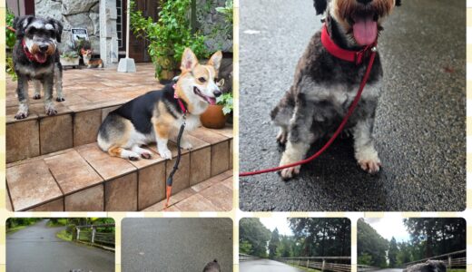 ミニチュアシュナウザーのナナちゃんとニーナとの結びつき～🎀🐶🎀