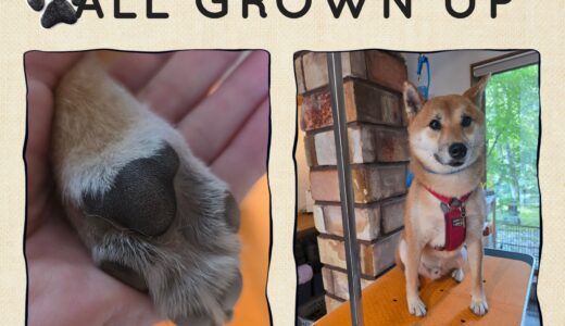 柴犬の鼓太郎君のトリミングと長いお付き合いと～