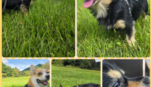 チワックスの春君の素敵な日光旅行と～私の嬉しいお預かり✨🤗🐶✨