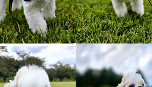 シーズのパンチャンとNest連泊のお泊まり体験🌳🏡🌳と、ママさんとの談笑と～🤗🤗🤗