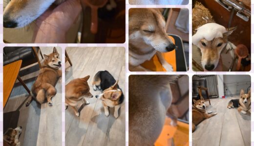 柴犬のさくらちゃん・定期的トリミングで、ピカピカ滑らか被毛に変身🛁🧴✂️