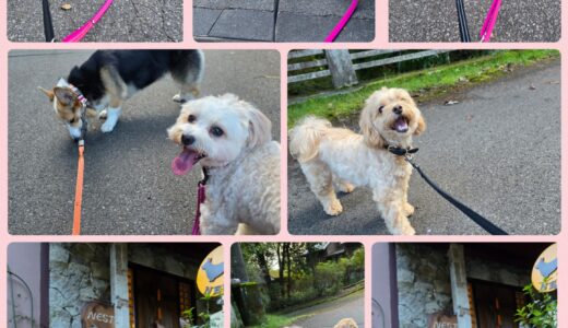 ミックス犬のいいとこ取り💕マルプーのプーちゃんとマルちゃんのお預かり🎀🐶🐶🎀