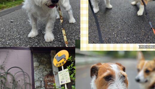 ジャックラッセル・テリアのニケ君の連泊お泊まりと素敵な秋をみつけに～‍