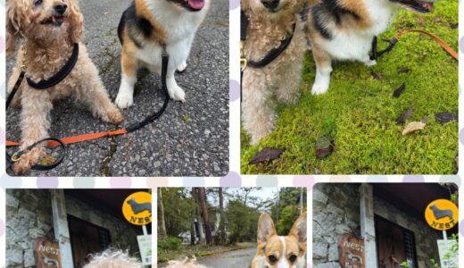 13歳のトイプードル・わさお君への思いと秋晴れのお泊まりと🍁🐶🐶🍁