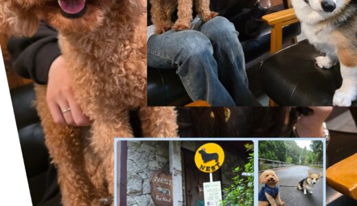 トイプードルのこてつ君・1歳8ヵ月での初めてのお泊まり経験＆Nest体験🏡🐶