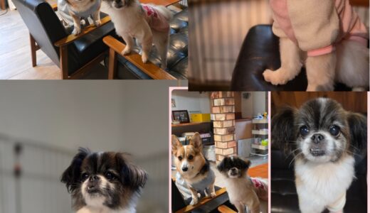 パピヨンのミックス犬・ゆのちゃんのNestでの癒やしお預かり🎀🐶🎀