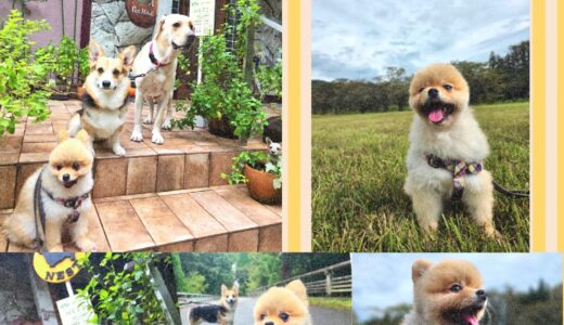 9歳のポメラニアンと大中小のワンコ・コラボ🌿🐶🐶🐶🌿