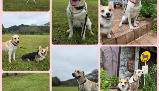 ラブラドールのリリちゃんの連泊お泊まりの雨と晴れと～☔🍁🐶