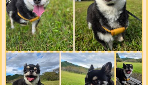 チワワのルー君・ネストお預かり中の心の変化🧸🧸🧸