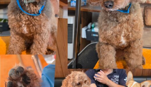 リピーターのリズちゃんのトリミング🎀🐶🎀