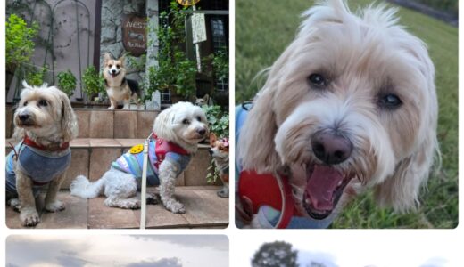 ミックス犬マルプーの元君＆ダップーのメグちゃんの連泊お泊まりと秋のお散歩と～🍁🍁🍁