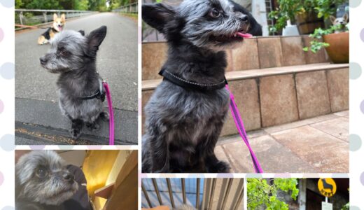 チワプーのボリス君・滞在中の心境変化とネストの思いと🐶🤗