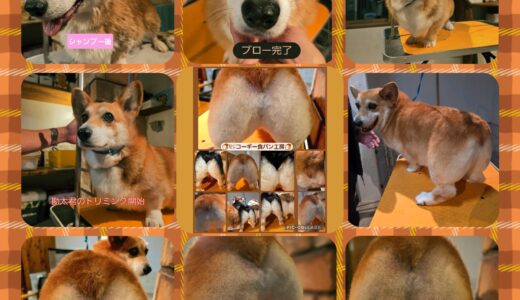 コーギー仲間の勘太君の初めてのNestトリミングとコーギー食パンを目指して🛁🍞🐶