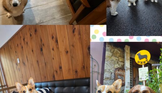 11ヵ月のシーズの龍之介君の初めてのお泊まり体験🏡🐶🍁