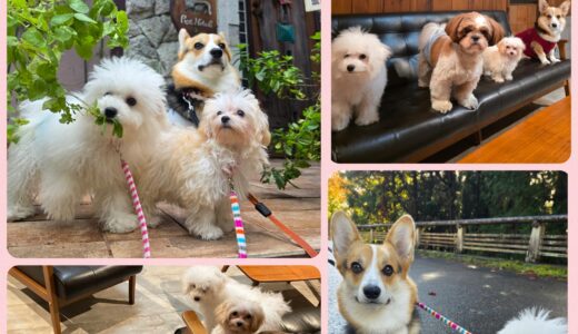 ５ヵ月同士のビジョンフリーゼ・マシュ君とマルプーのココちゃんのお預かり🧸🧸🧸