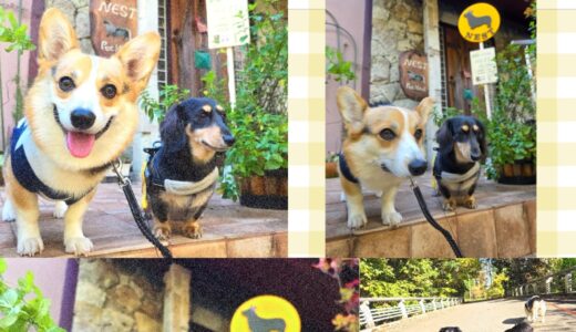 ミニチュアダックスのライズ君～遠方からようこそ🍁🐶🍁