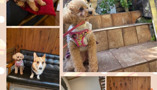 トイプードルの夢ちゃんの初めてのお泊まりと、ニーナとの友情と🎀🐶🐶🎀