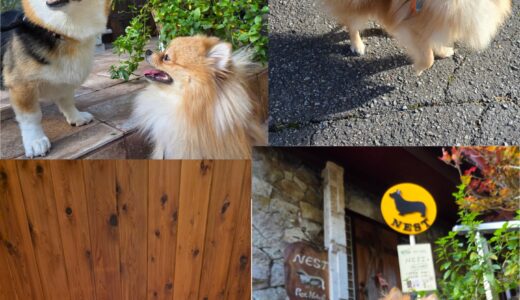 ポメラニアンのポポ君の・フレンダリー全快とニーナ大好きアピール😍😍😍