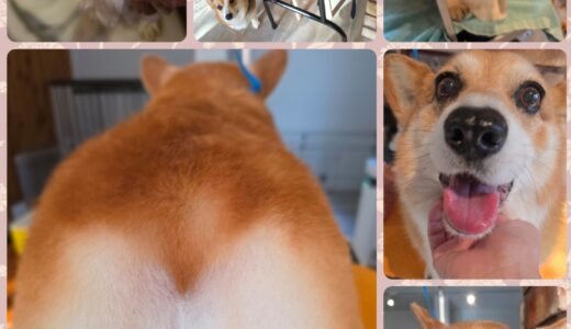 コーギー仲間の勘太君のトリミング・ザコーギー食パン🍞🍞🍞