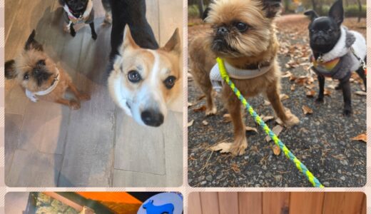 珍しい犬種・ビュルセル・グリフォン＆ブラバンソンのお預かり🐶🐶