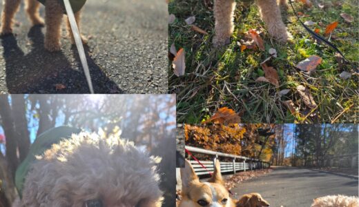 トイプードルのシュー君・霧降高原の素晴らしい秋を満喫する🍁🍁🐶🍁🍁