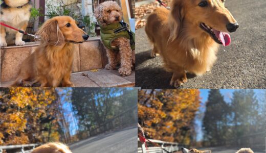 ミニチュアダックスのショコラ君連泊Nest再訪とニーナと初めての顔合わせをする✨🐶🐶✨