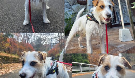 ジャックラッセルのらく君の秋のお散歩と秋の探検と～🍂🍂🐶🍂🍂