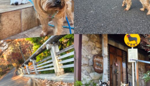 優秀犬・ヨークシャテリアのはちみつ君のお泊まり✨🐶🏡✨