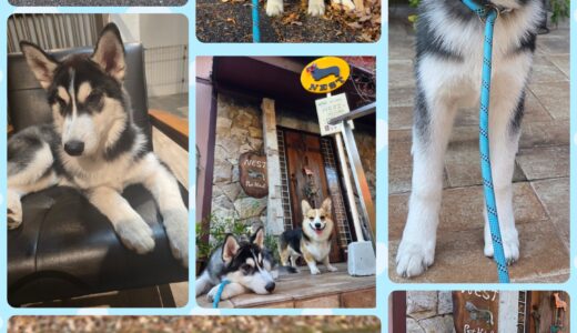 初めてのお預かり・4ヵ月のシベリアンハスキーの琥太郎君🧸🐶