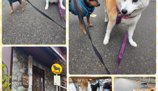 柴犬のはなちゃん＆ミニチュアピンシャーのフラン君のNest再訪🍁🐶🐶🏡🍁