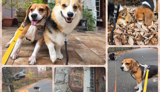 ビーグルのロク君とニーナとの熱々仲良しコンビのお預かり❤️❤️💞🐶🐶💞❤️❤️