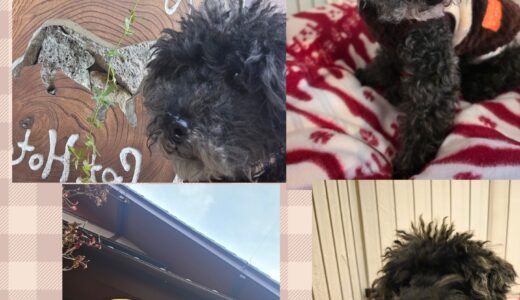 14歳のトイプードル・クッキー君のお預かりと環境安全安全配慮🏡🛏️