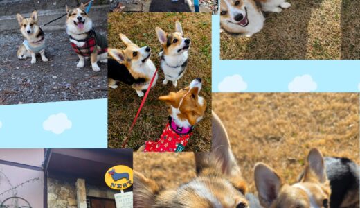 コーギー仲間のロイ君の連泊お泊まり・Nest合宿編🏡🐶🐶🐶🏡