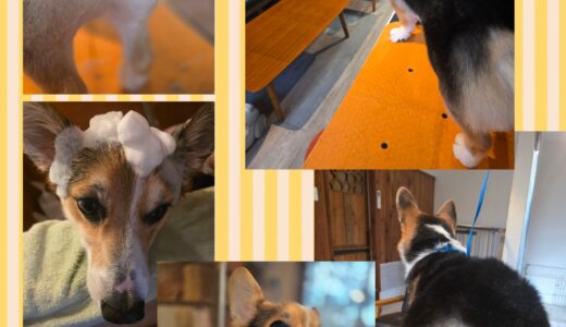 コーギー仲間のロイ君のトリミング🧴🛁✂️