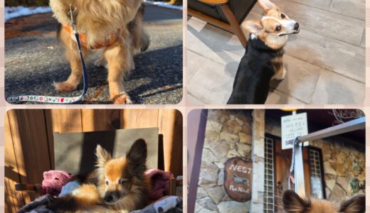 16歳のミックス犬・ロッシ君の連日お泊まりと安心した環境配慮🌳🏡🌳