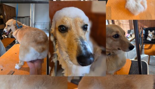 コーギー仲間のペコちゃんのソフト食パン🍞トリミング🛁✂️🧴