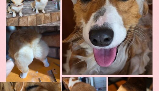 コーギー仲間のももちゃん・今年最後のトリミング🧴✂️🛁