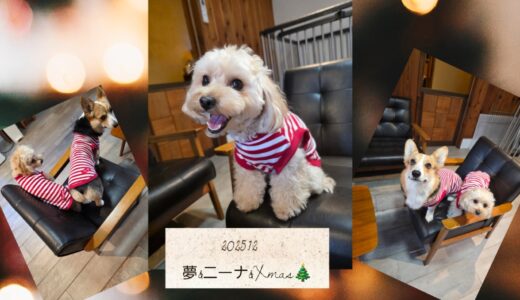 マルプーの夢ちゃんとニーナとの繋がりとお揃いのお洋服と🎀👗👗🎀