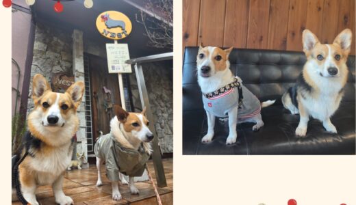 ジャックラッセル・らぶ太君のお預かりとグルーミングと🐶✨