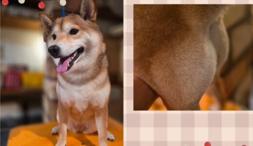 リピータの柴犬さくらちゃんの、今年最後のトリミング🛁✂️🧴