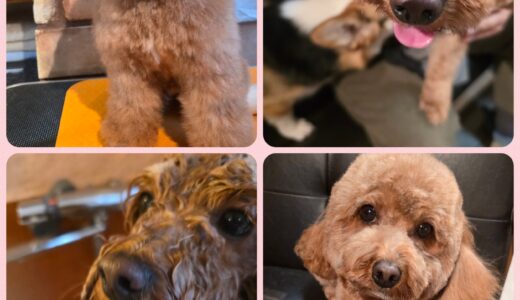 トイプードルのリズちゃん・今年最後のトリミング✂️🛁🧴で素敵に変身する🎀🎀🎀