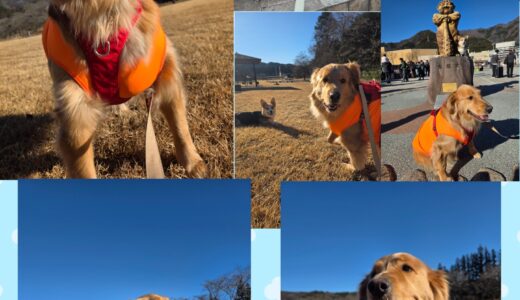 ゴールデンレトリバーのはなちゃんとセラピー犬の様な優しさと～🎀🐶🐶🎀