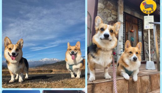 尻尾付きコーギーのロン君の連泊お泊まりと優秀・完璧なお預かり✨🎖️✨