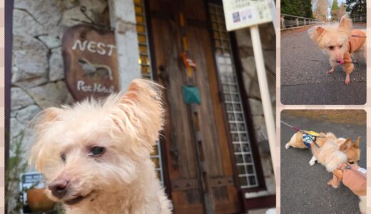 ザ・レジェント・17歳のトイプードル・音君の連泊お預かり✨🎖️🎊🐶✨