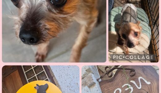 14歳のヨークシャテリア・ティアラちゃんのお泊まり🎀🐶🎀