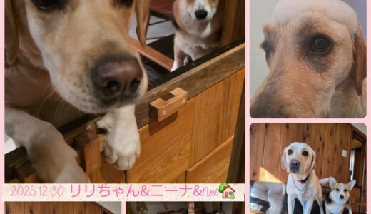今年最後のトリミングとお泊まりのラブラドール・リリちゃん🧴🛁✂️🐶